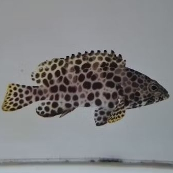 Kerapu musang 7cm / ikan kerapu / brackish air tawar