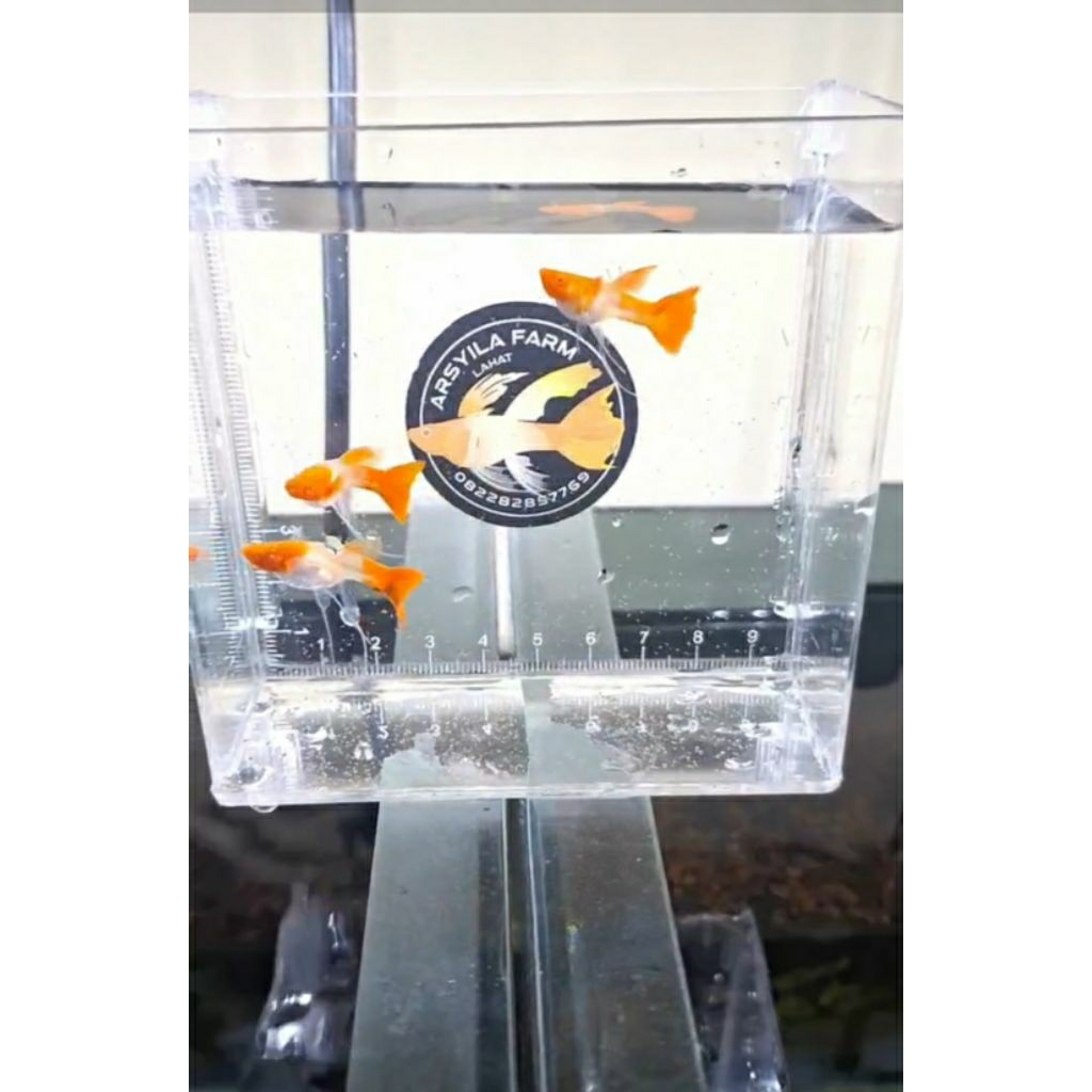 Guppy Albino Koi Ribbon