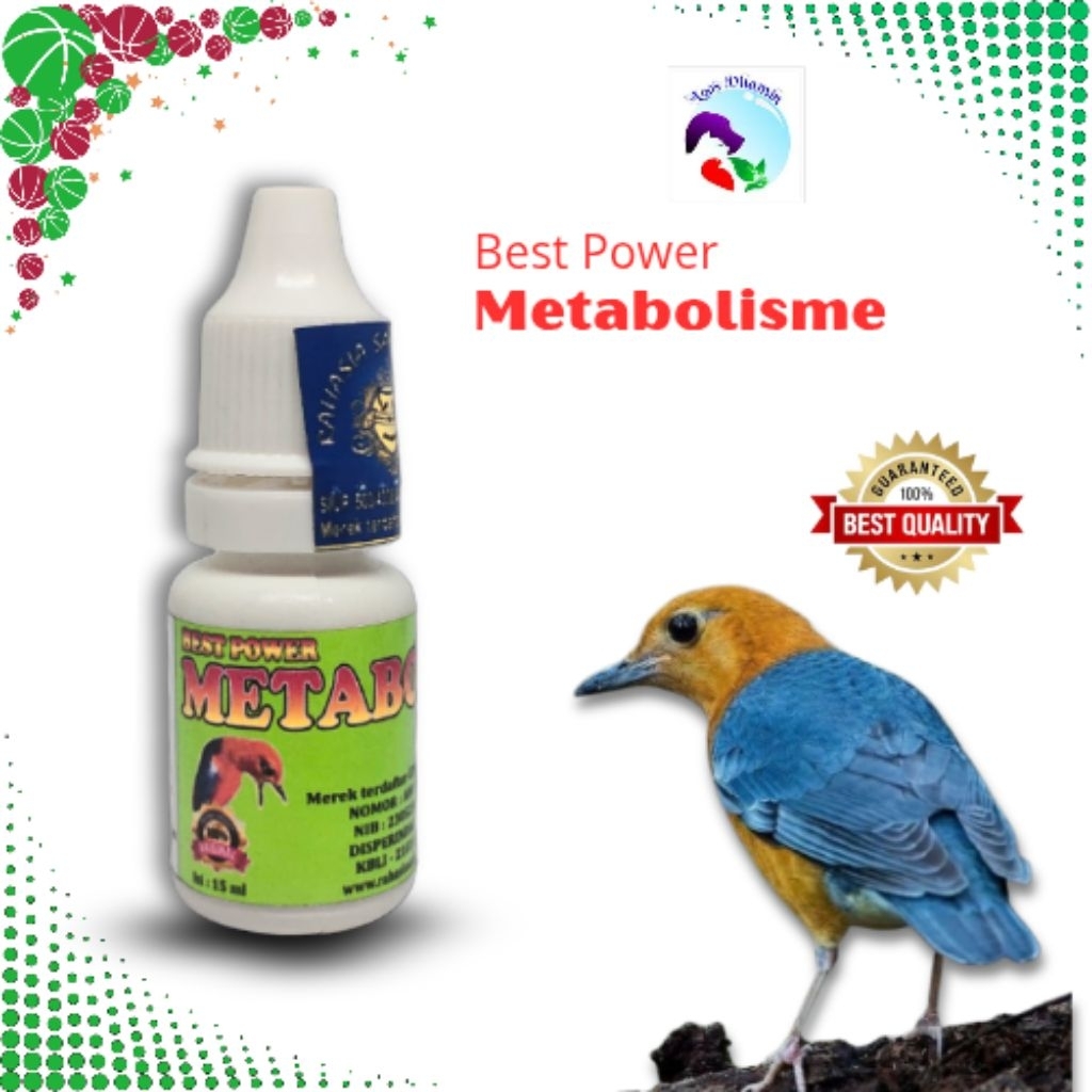Metabolisme Anis Merah Anis Kembang Murai Vitamin Penggacor Seketika Burung