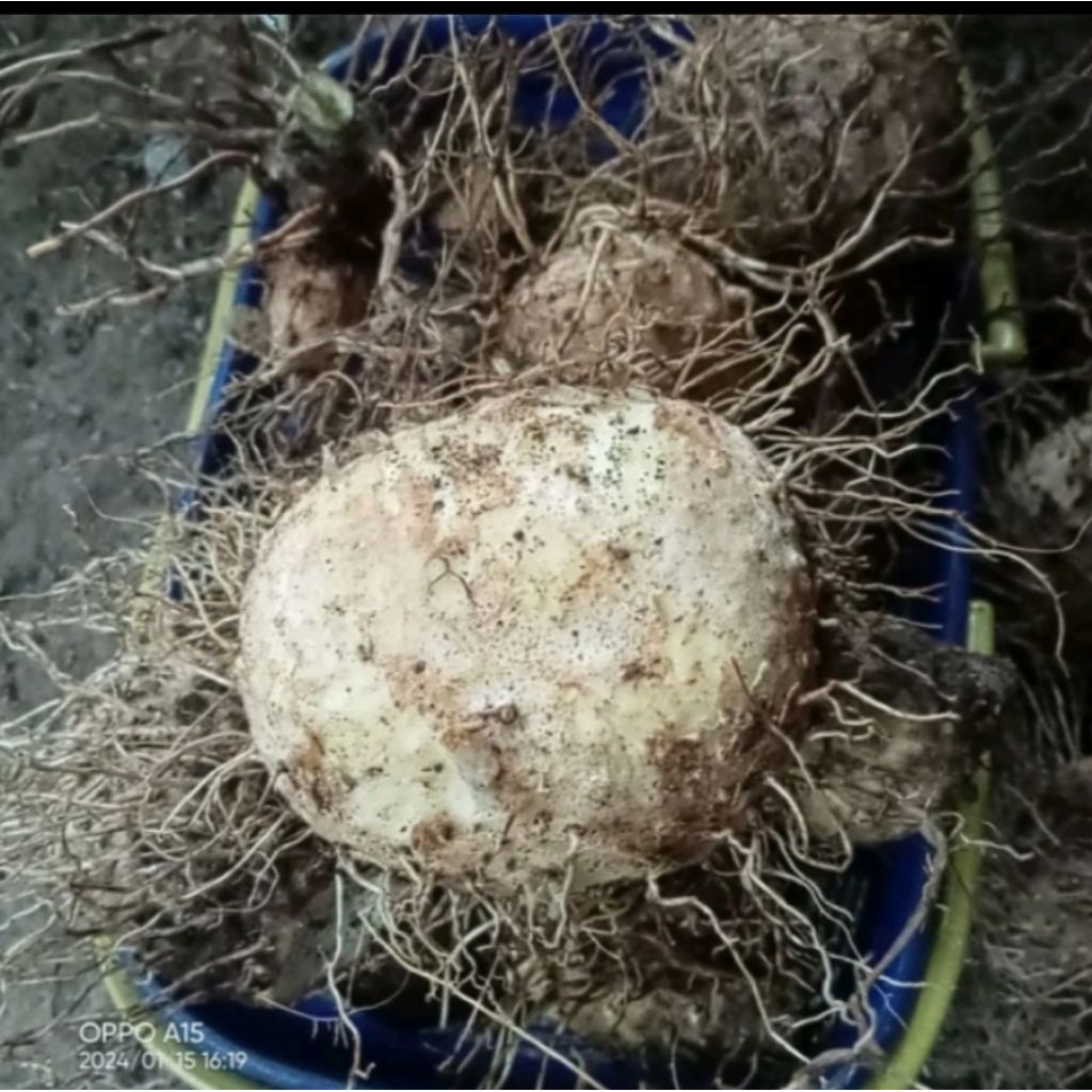 

ubi Gadung mentah fresh murah aja 1 kg