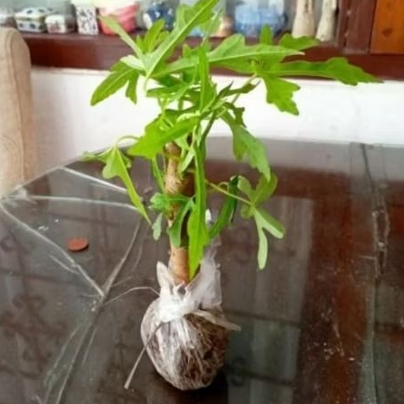 

Bibit tanaman gedi /sayur yondok