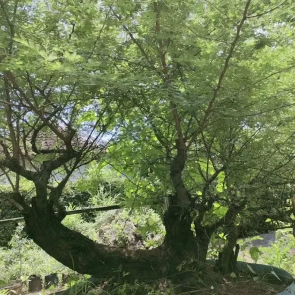 Biji benih pohon kayu arabika/ klampis hitam(bahan bonsai)