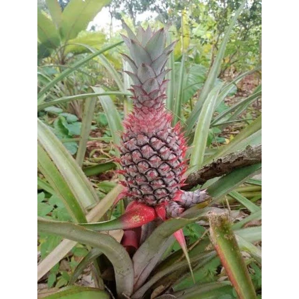 

Nanas muda / nanah pentil per pic