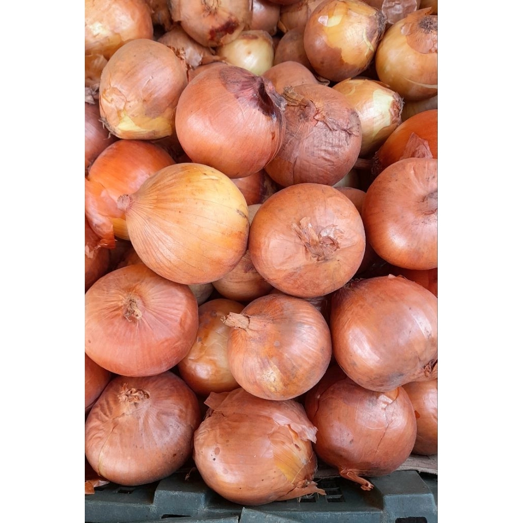 

Bawang Bombay 1kg kualitas bagus