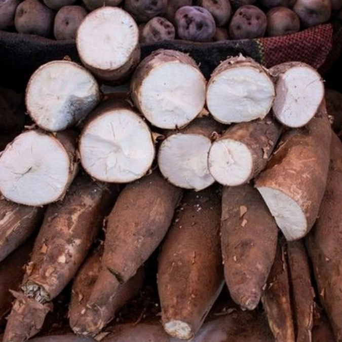 

Singkong Ketela Mentah 1 Kg - Singkong Mentega Fresh Langsung Dari Kebun