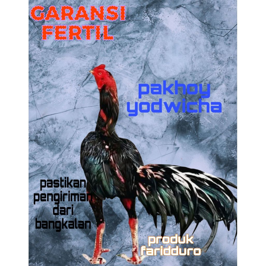

Telur fertil ayam pakhoy trah yodwicha full brakot drumband brutall