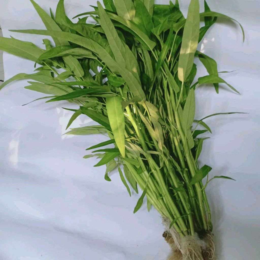 

sayur kangkung hydroponik 200grm