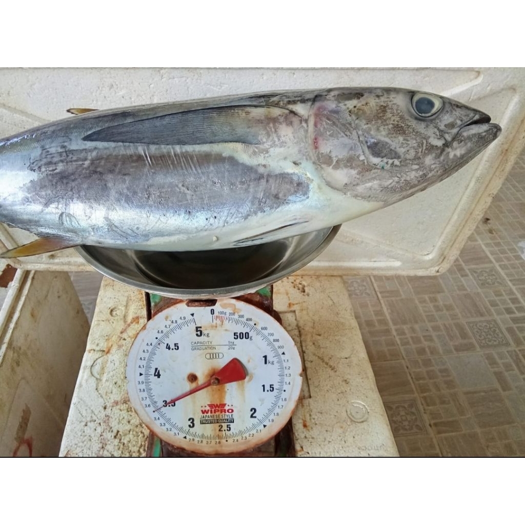 

IKAN TUNA (3,5 kg)