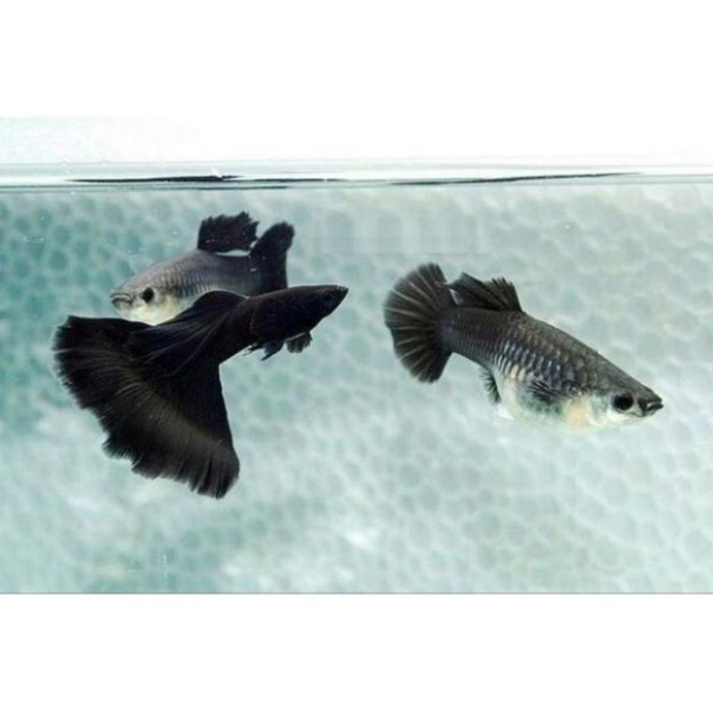 GUPPY BLACK MOSCOW BETINA UKURAN 2-3 CM