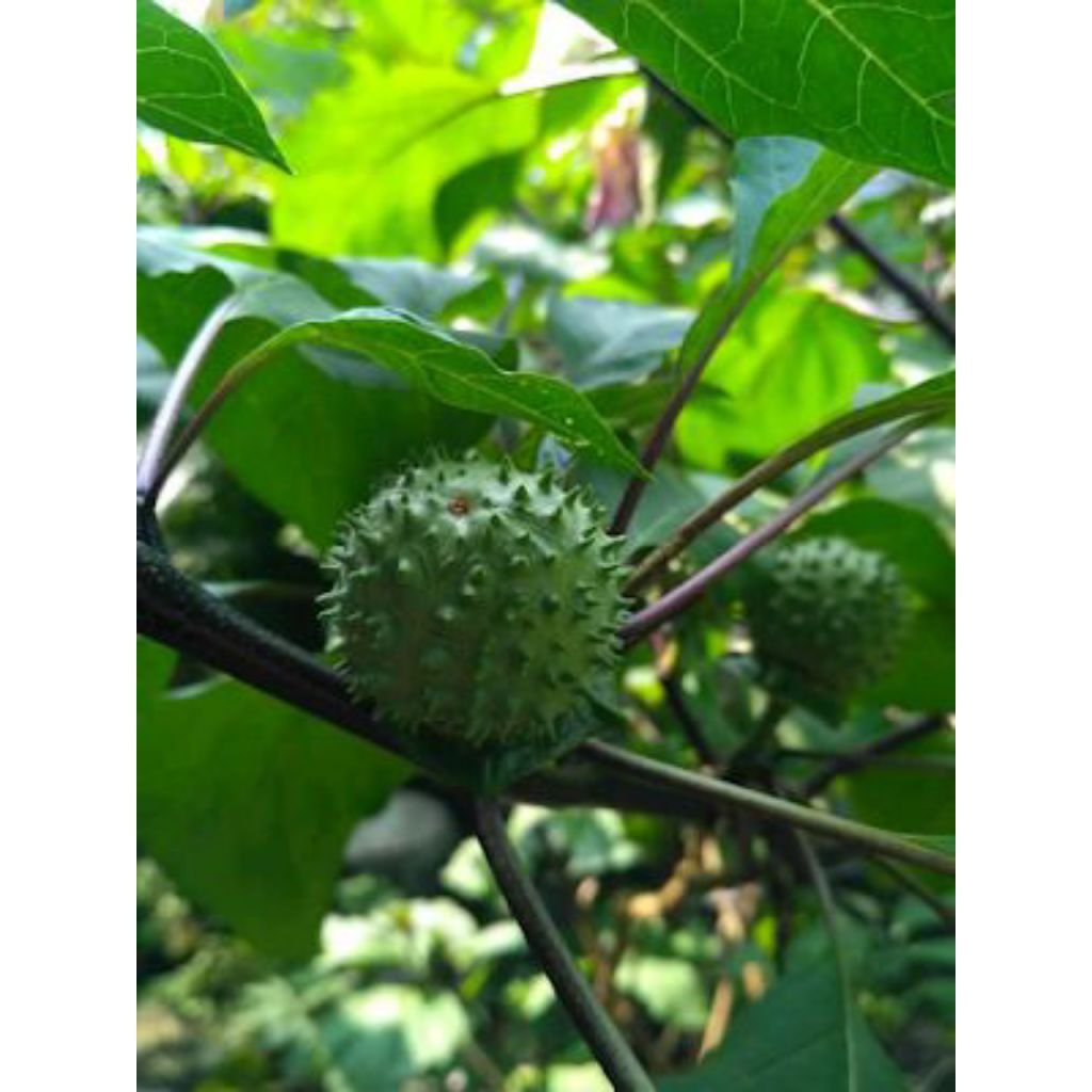 

Buah Kecubung Segar – Herbal Tradisional & Tanaman Langka