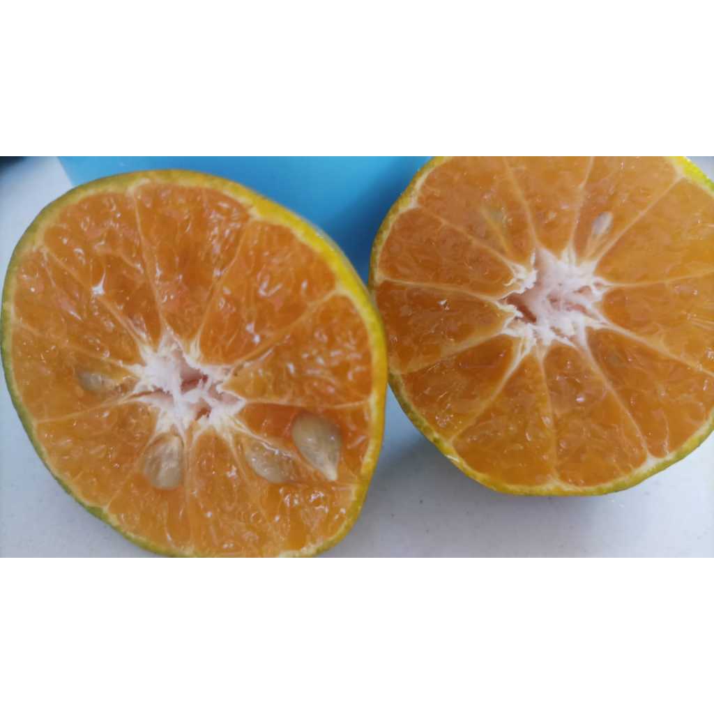 

Jeruk Peras harga khusus 5 kilo