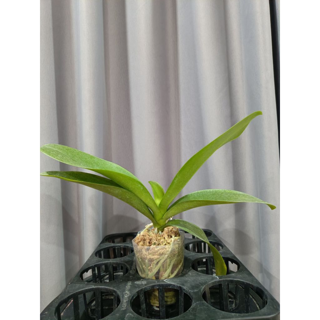 Link CO - 50K - Eya florist