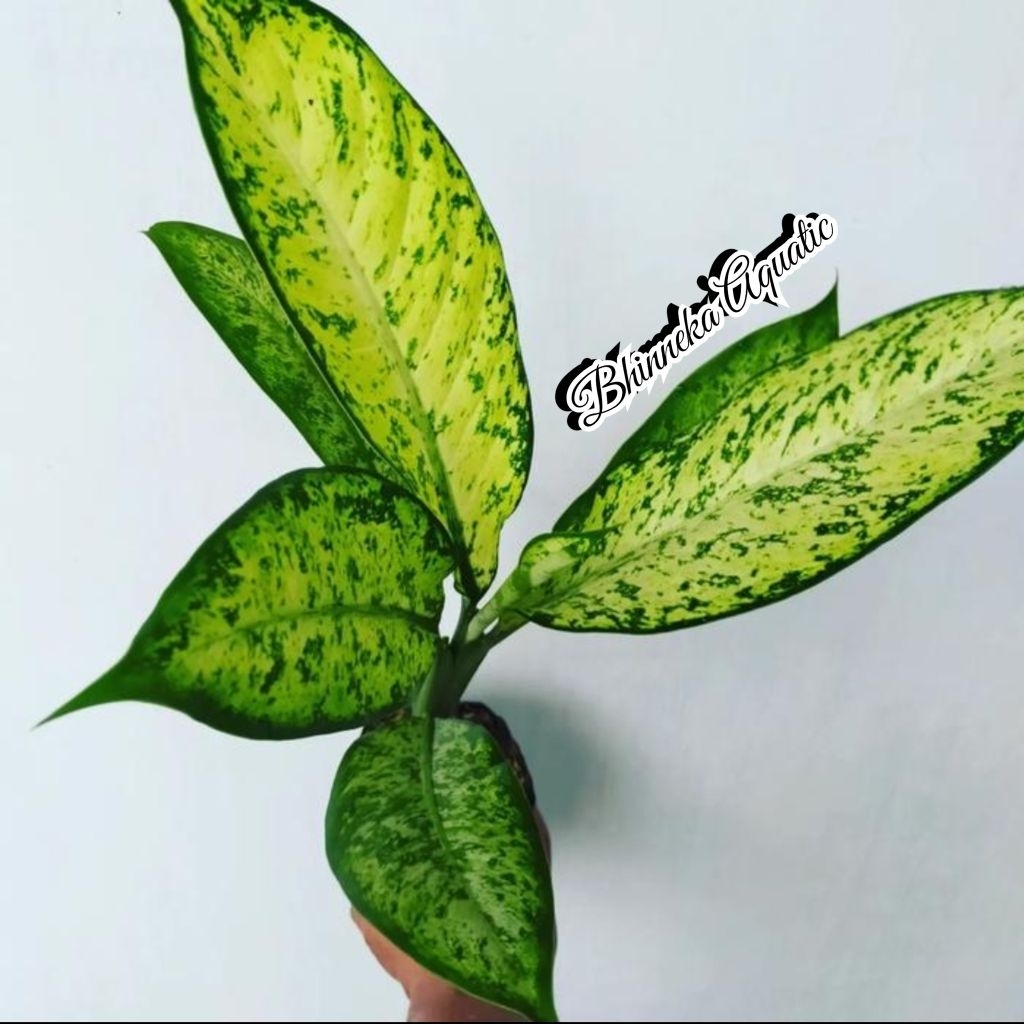 Tanaman Hias Dieffenbachia Panglima Army Indoor Sri  Rejeki Murah Ekonomis