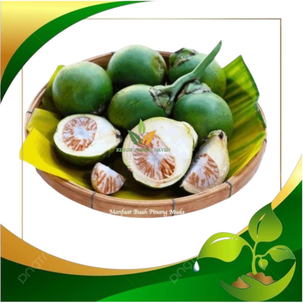 

PINANG MUDA / JAMBE MUDA