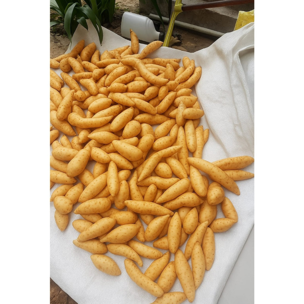 

Ubi madu Cilembu ukuran kecil 1 kg/1000gr manis legit asli sumedang