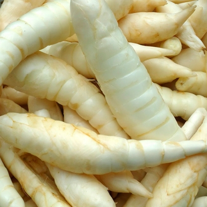 

Umbi Garut Segar Bersih Variian 1kg / Ubi Garut Segar