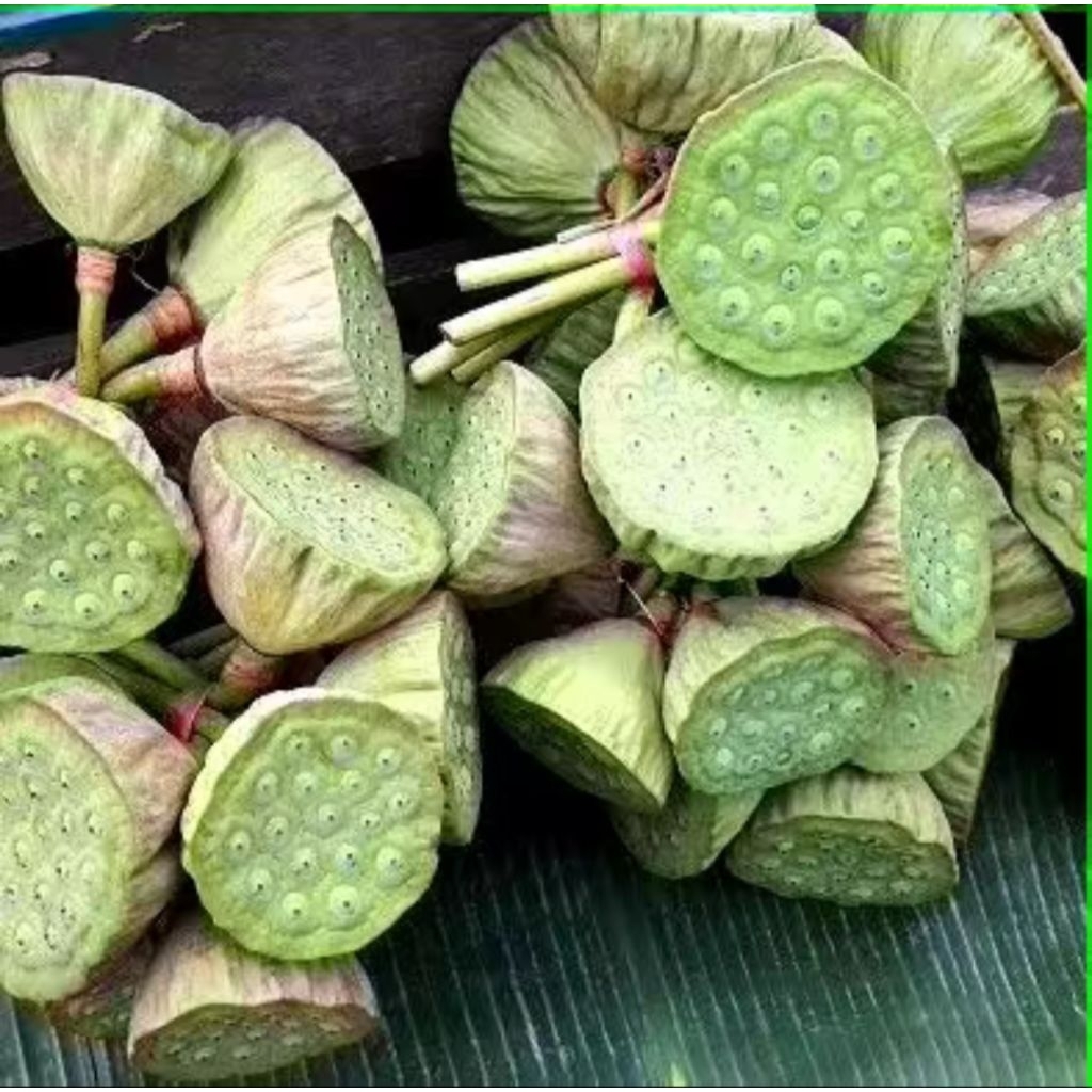 

TERATAI MUDA FRESH / BUAH TERATAI / BIJI TERATAI MUDA Termurah isi 500gram