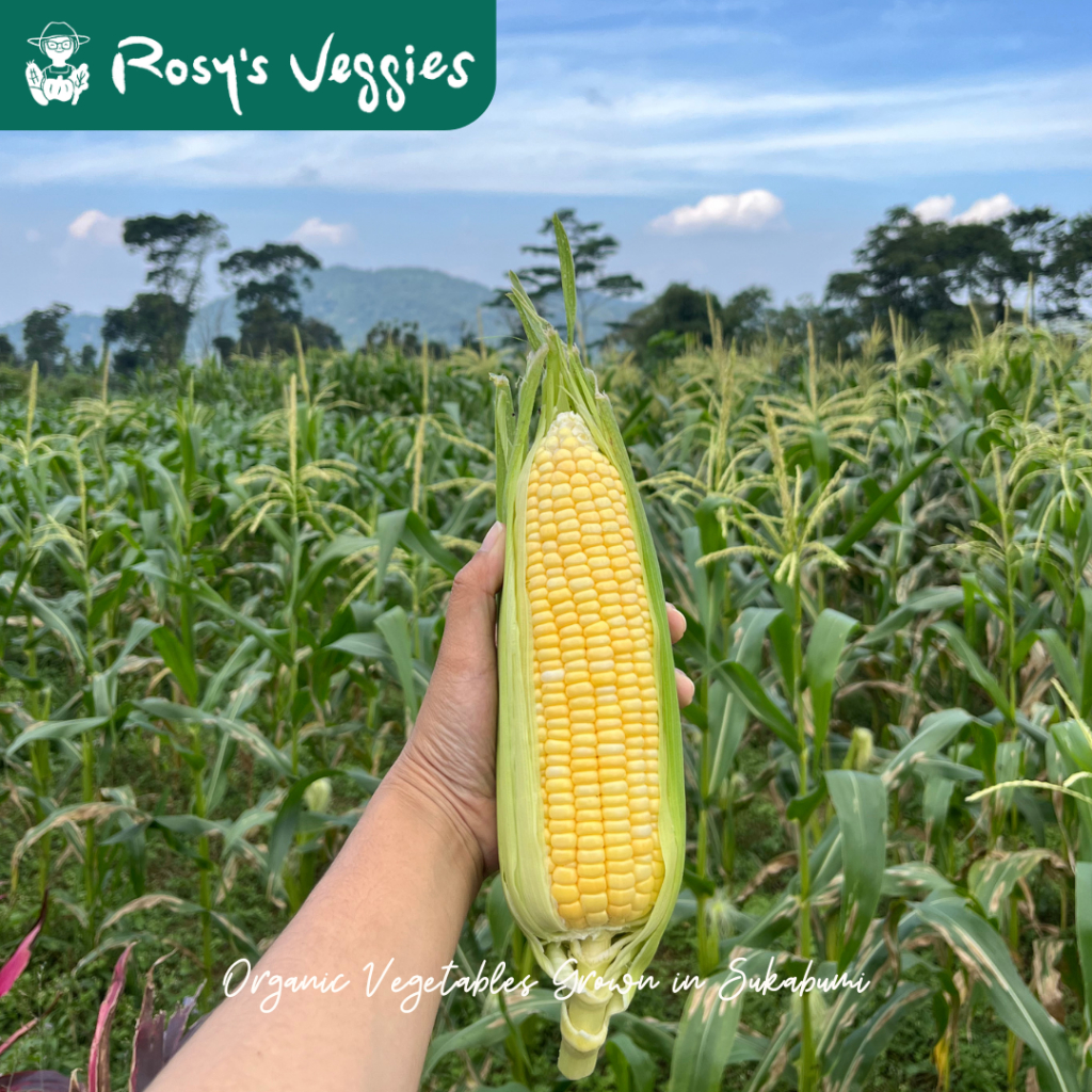 

Jagung Manis Kupas Organik | 500 gr