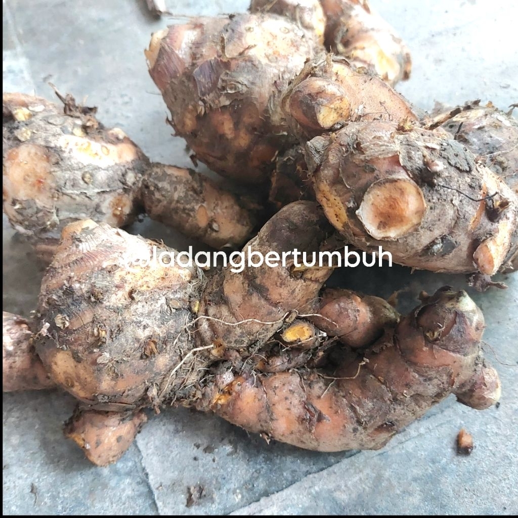 

Temulawak Fresh Rimpang Segar Bahan Jamu Tradisional/Temu Bathok Rempah Herbal - LADANG BERTUMBUH