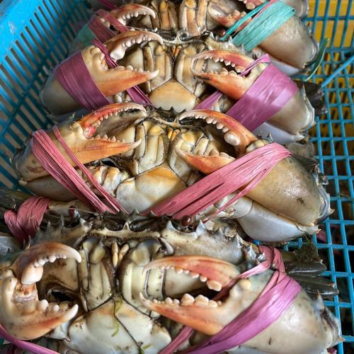 

Kepiting isi 4 | Aneka ikan giling JBP_Fresh