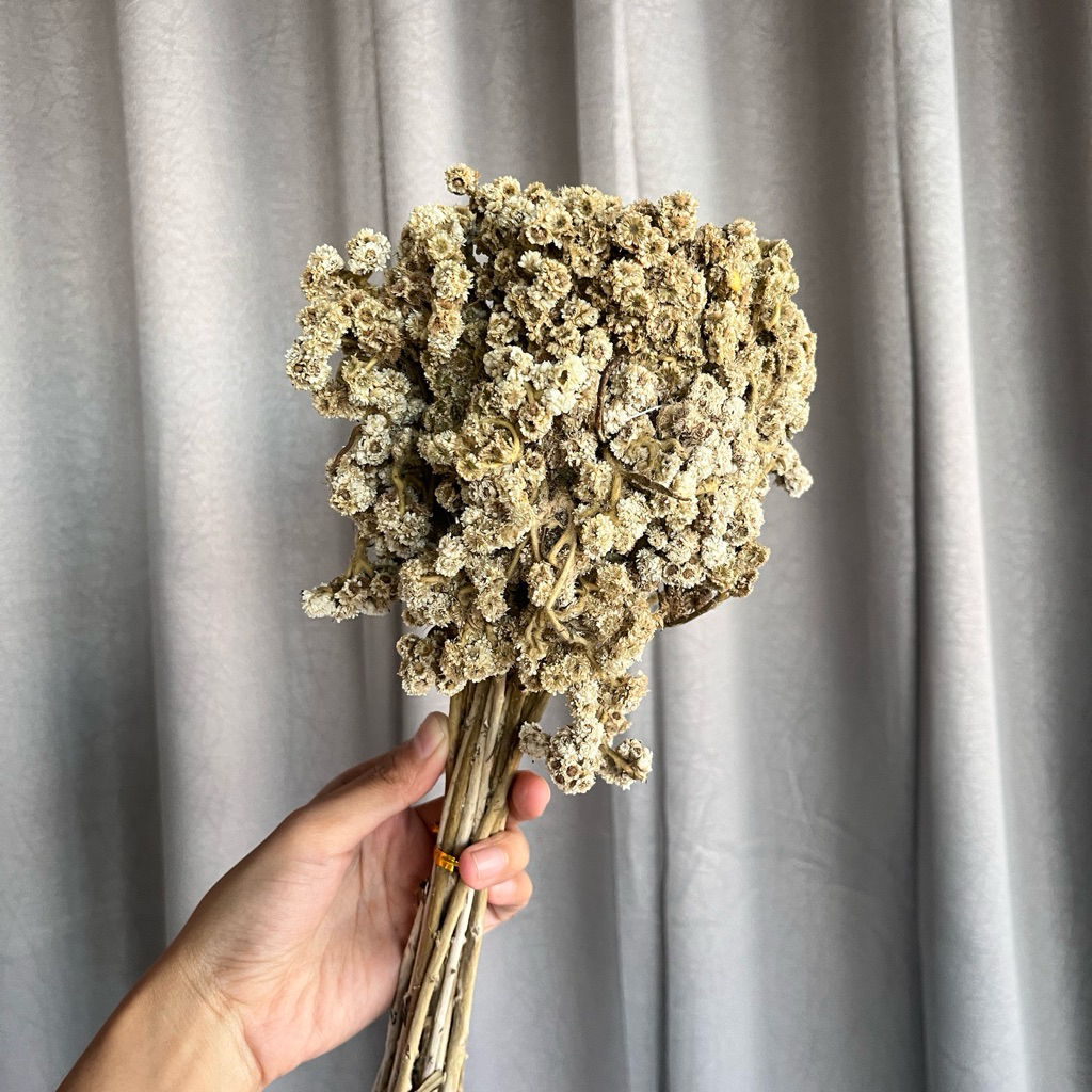 25 GRAM BUNGA EDELWEIS BROMO BUDIDAYA/ DRIED FLOWER EDELWEIS