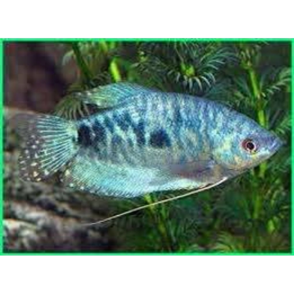 Paket 10 ekor ikan hias sepat biru