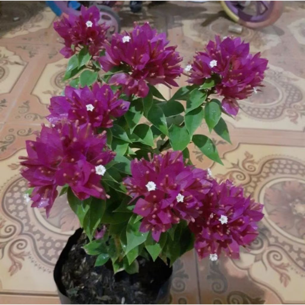 PROMOTANAMAN HIAS BUGENVIL SINGAPORE//SINGAPORE UNGU