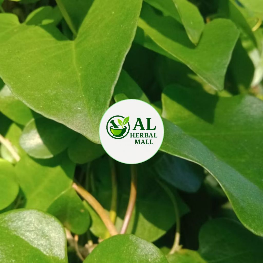 

Daun Binahong Segar Isi Per 250 Gram Organik