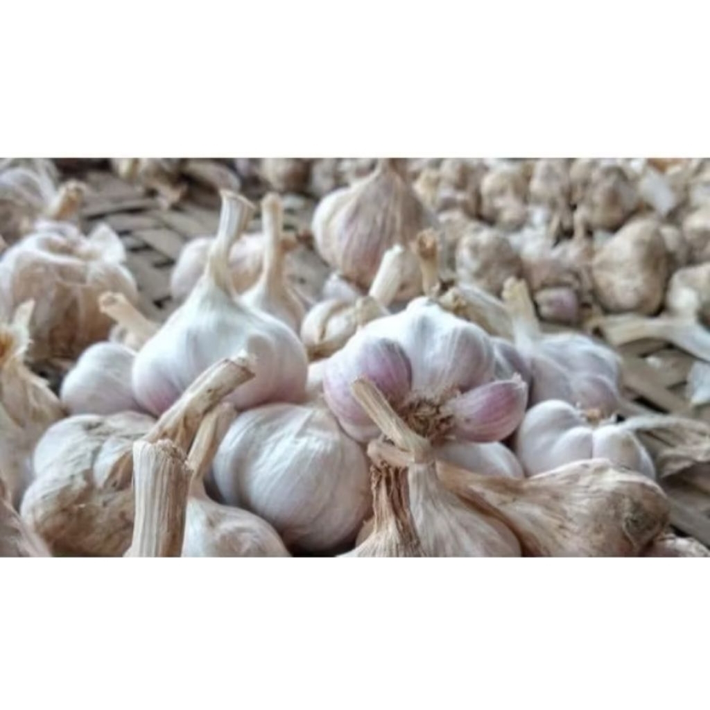 

Termurah!! Bawang Putih Sinco/Honan Kotor 250gr