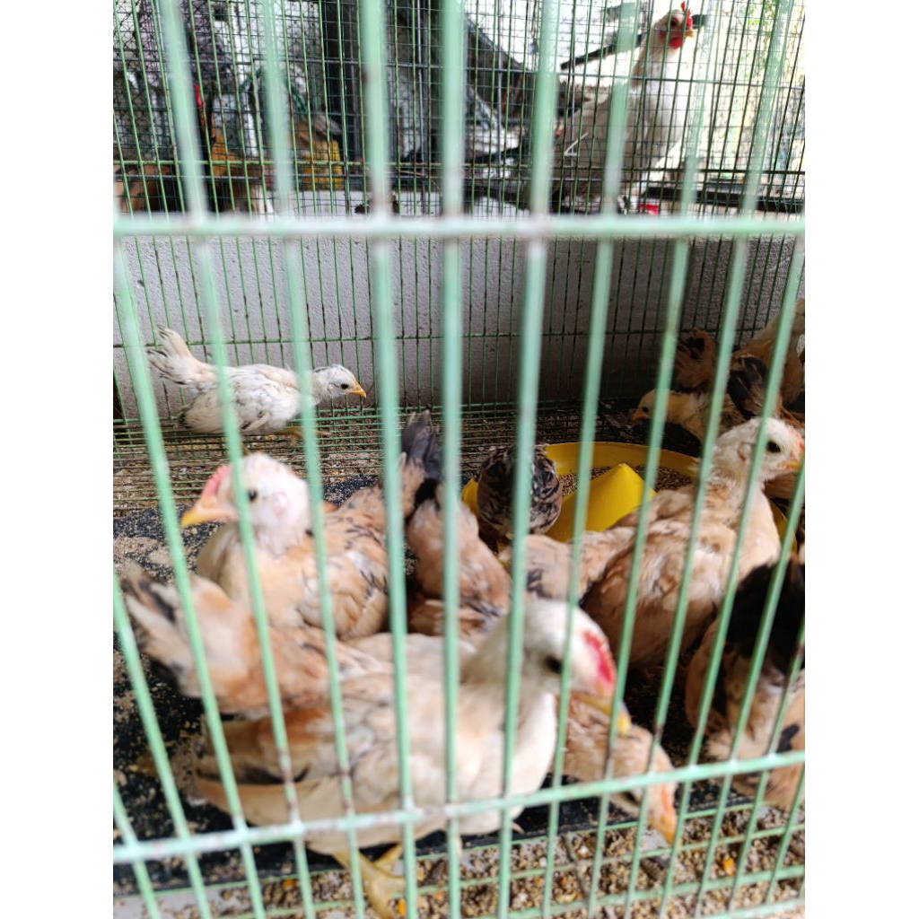 Anakan Ayam Serama 1 ekor