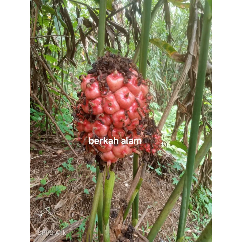 

buah honje merah segar