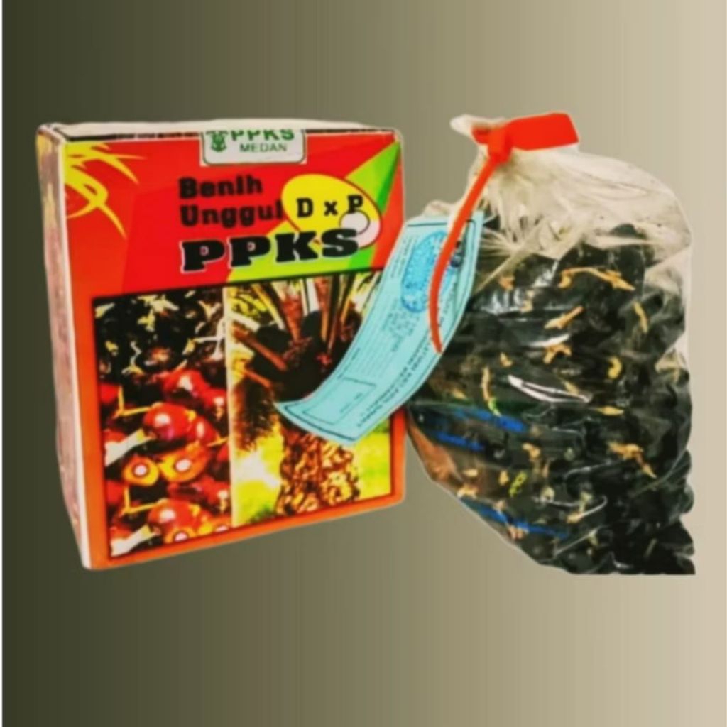 BENIH KECAMBAH SAWIT PPKS UNGGUL