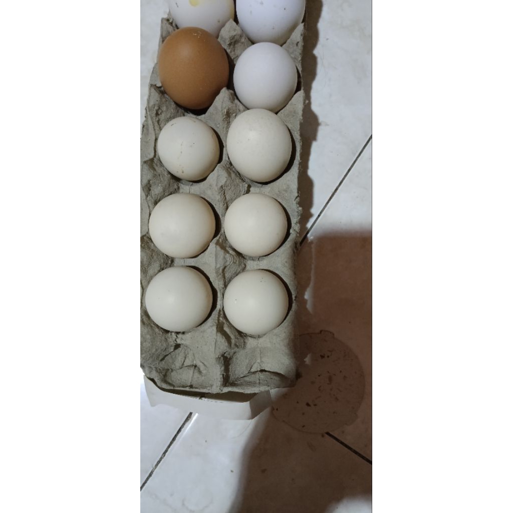 

Telor Ayam Kampung asli