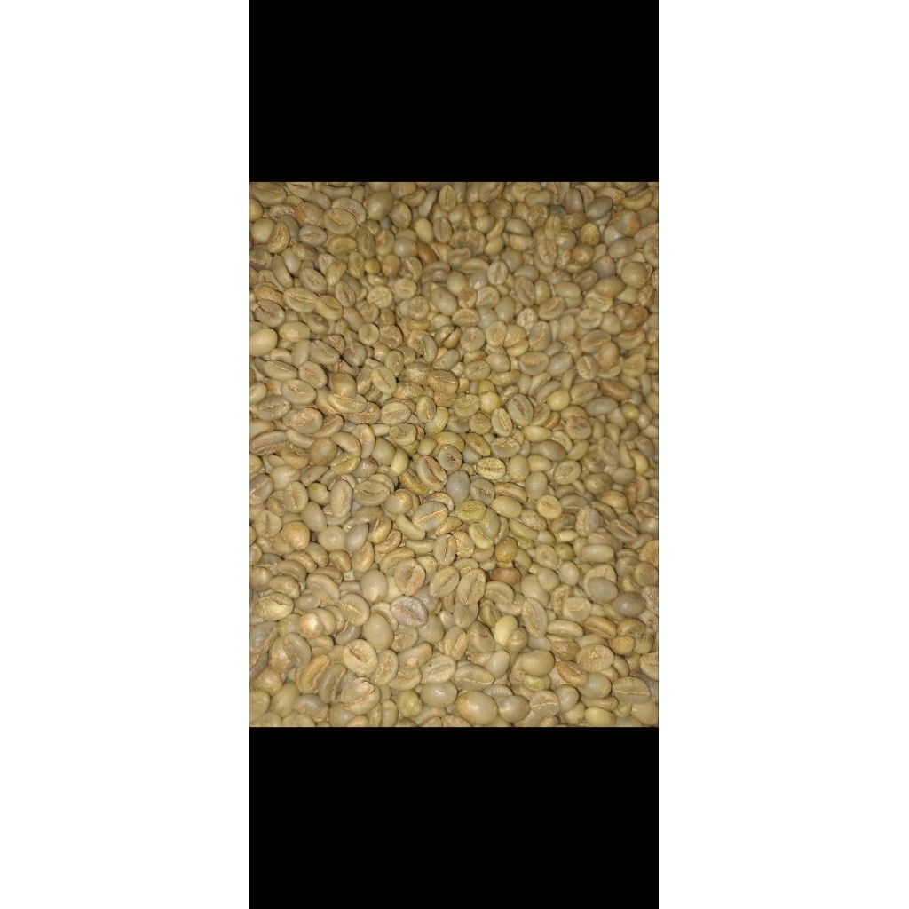 

Grosir Green Bean Kopi Robusta Temanggung 5KG GRADE 1 Premium Biji Kopi