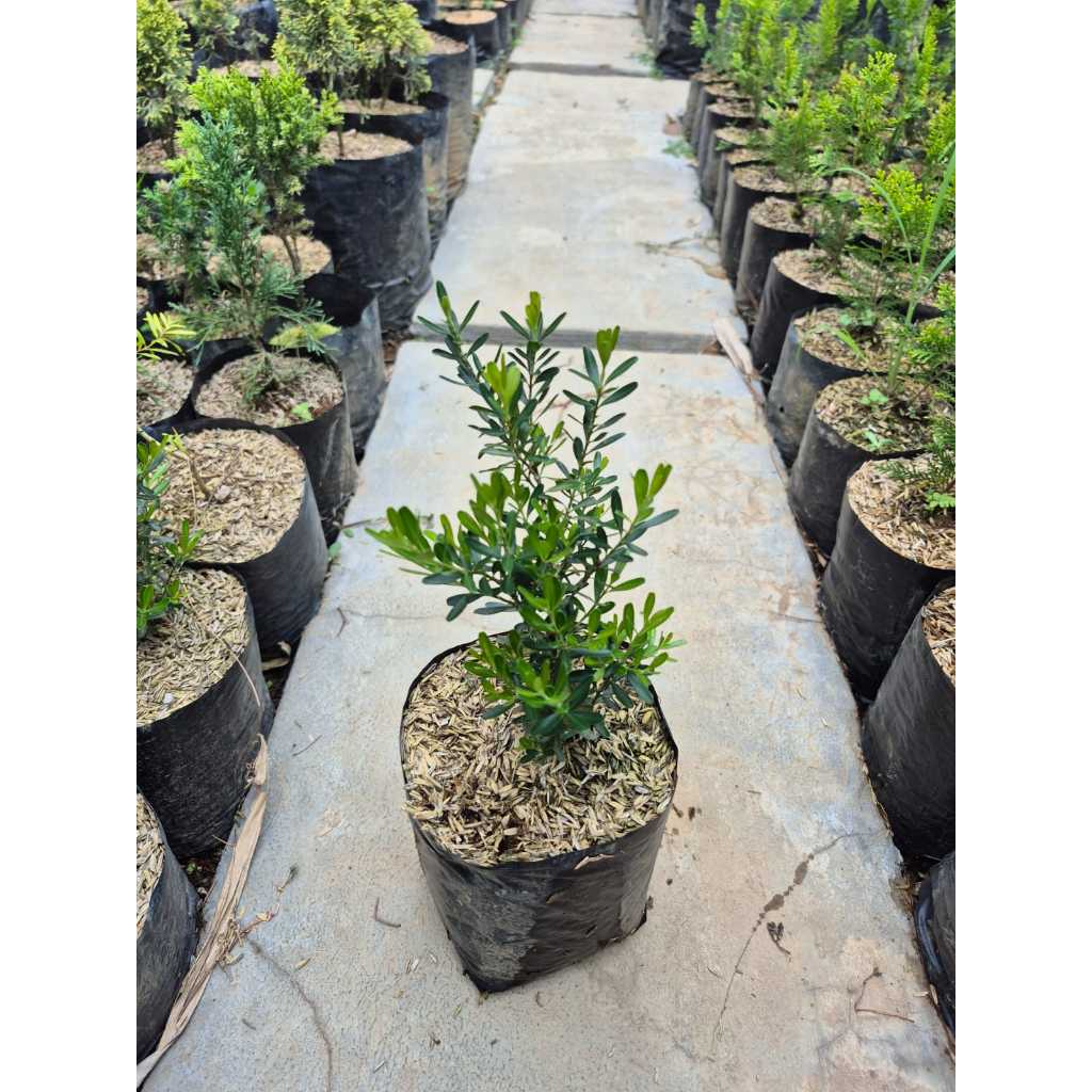 Tanaman boksus / boxus bahan bonsai