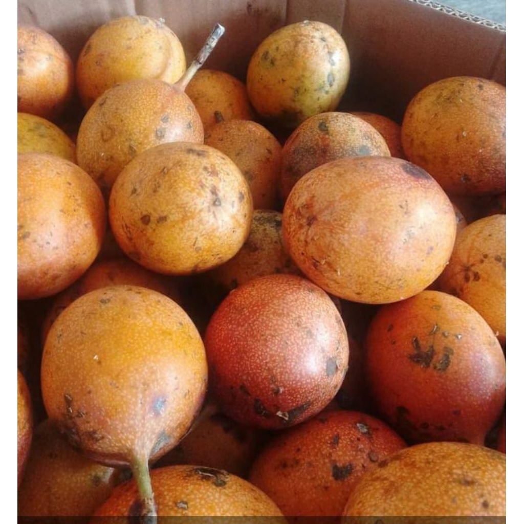 

konyal /kg stok terbatas