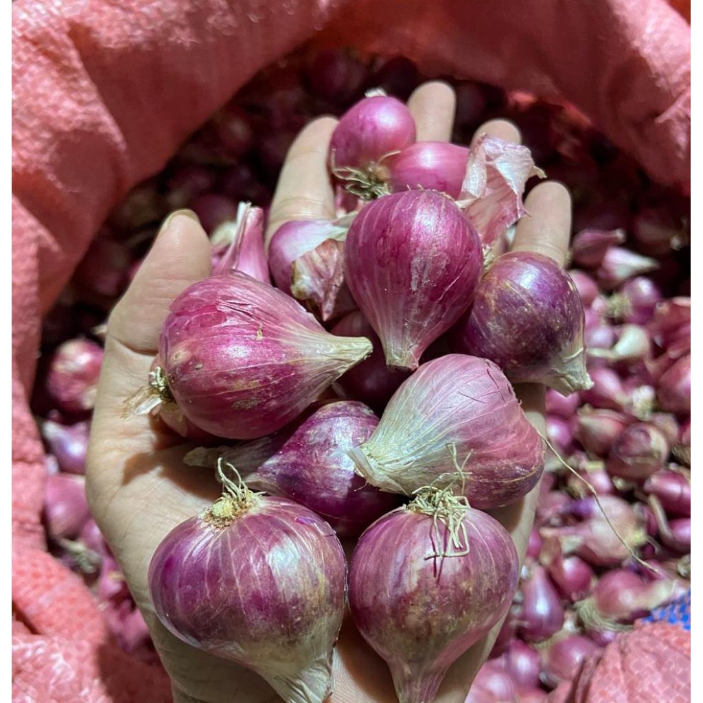 

BAWANG MERAH BESAR KERING LOKAL NGANJUK