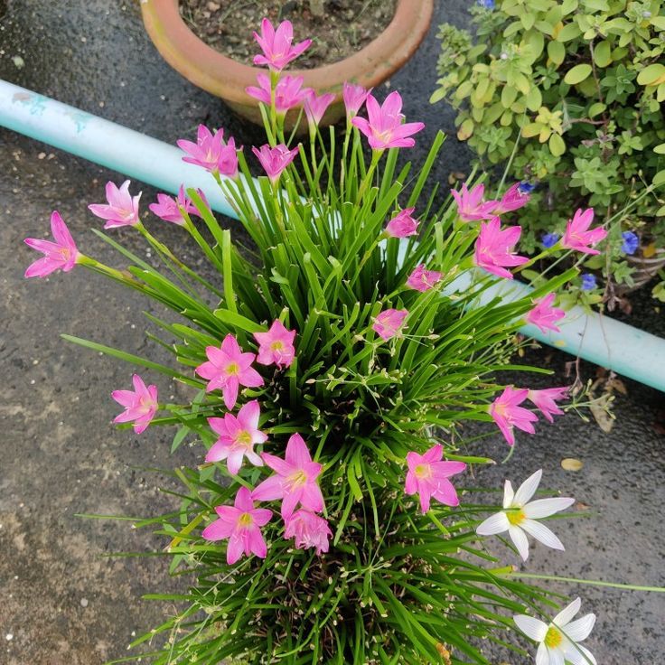 Umbi Tanaman Rain Lily/Bunga Hujan Lily/Bunga Kucai Tulip