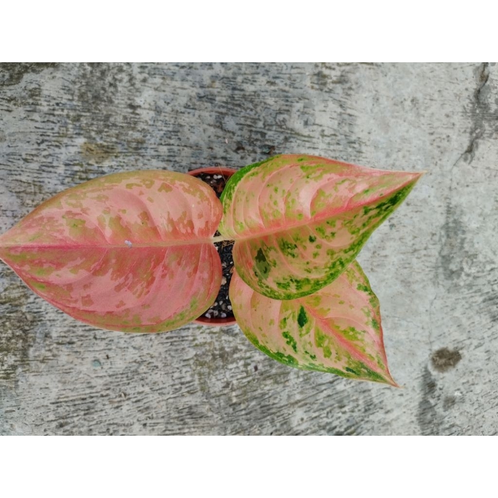 aglonema LOD warna cakep anakan samping masih bawa bonggol