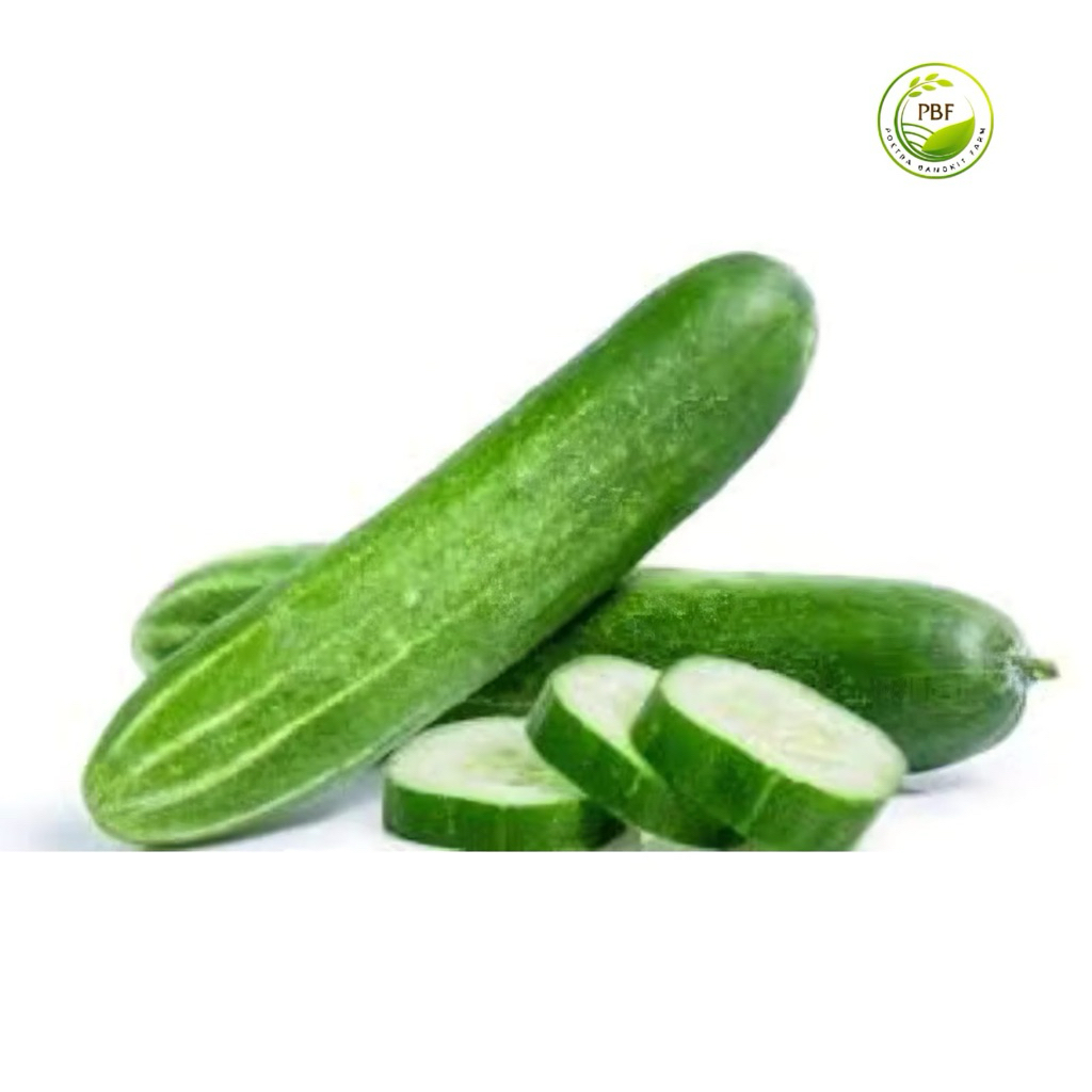 

Timun Segar Bonteng Lalapan / Buah Timun Segar