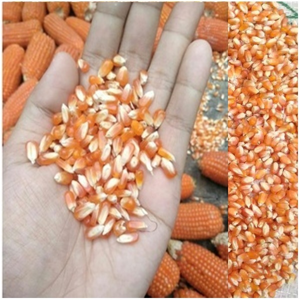 

Jagung kristal super pakan BURUNG DARA AYAM BERAT 1KG 2KG / bisa juga dibuat POPCORN