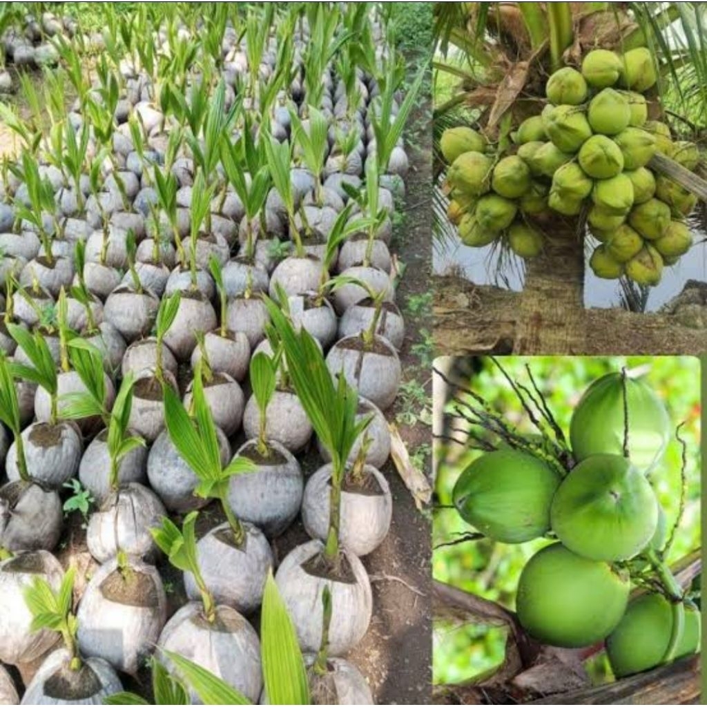 

Bibit kelapa kopyor berkualitas 100%