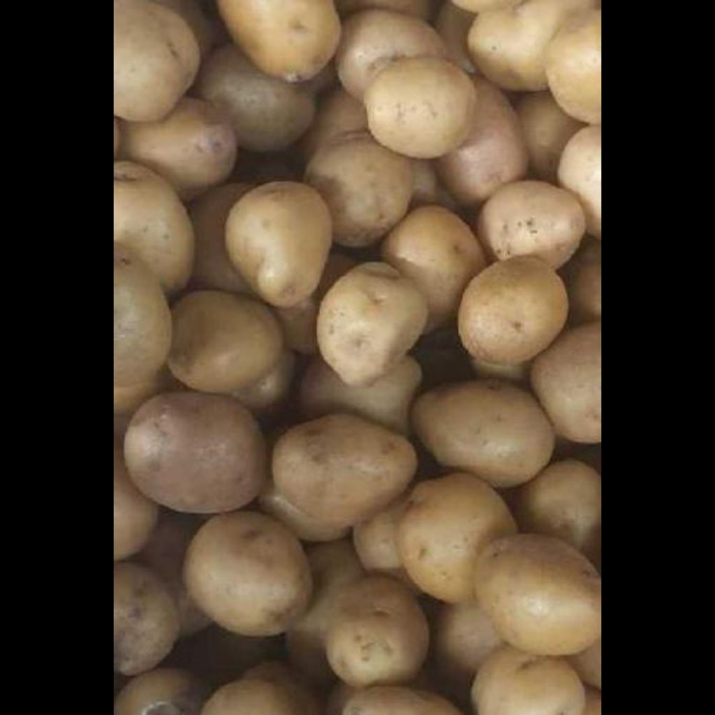 

Kentang granola sedang 1kg segarfresh