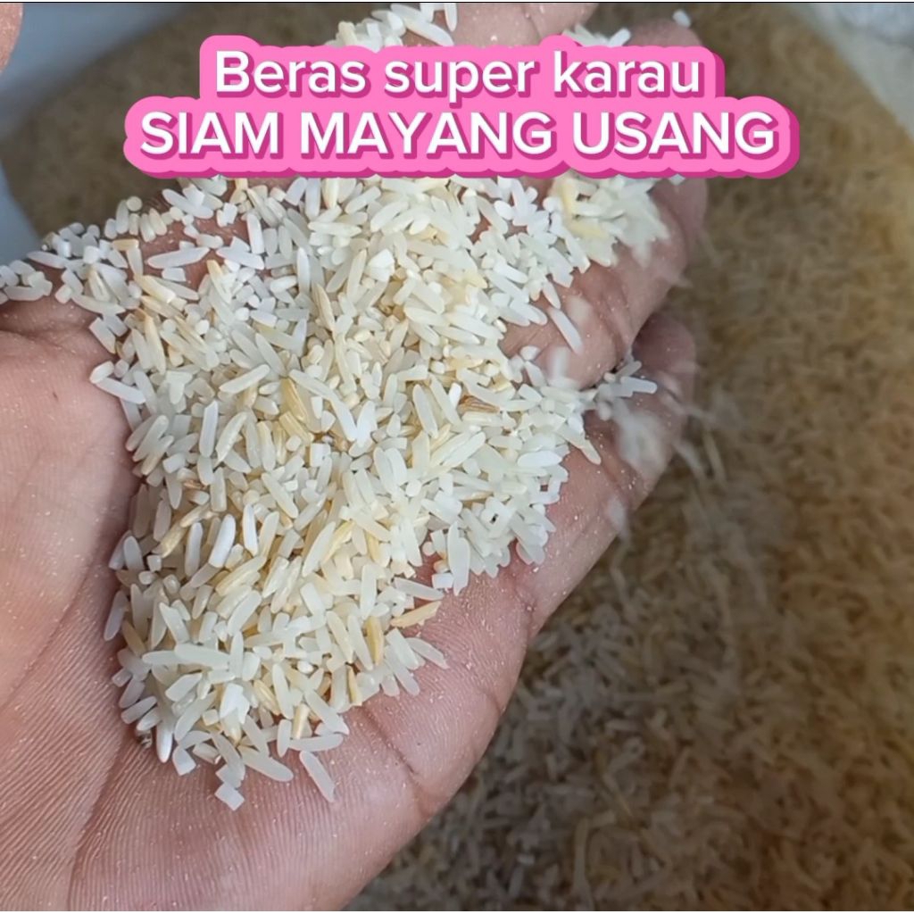

Beras Mayang Usang Karau – Pera, tidak berbau, Cocok untuk Nasi Goreng & Nasi Kuning!