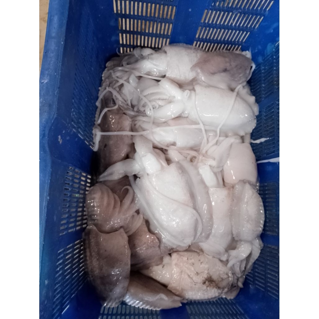 

Ikan sotong/ Blakutak sekilo isi 2-4 size besar 1kg