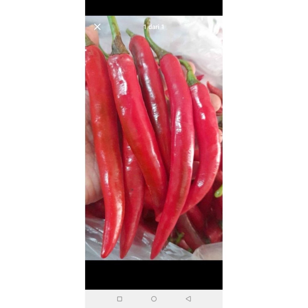 

cabe merah besar tw 500gr