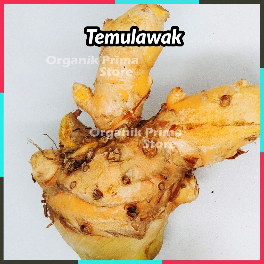 

Temulawak Segar 250gr Asli dan Organik