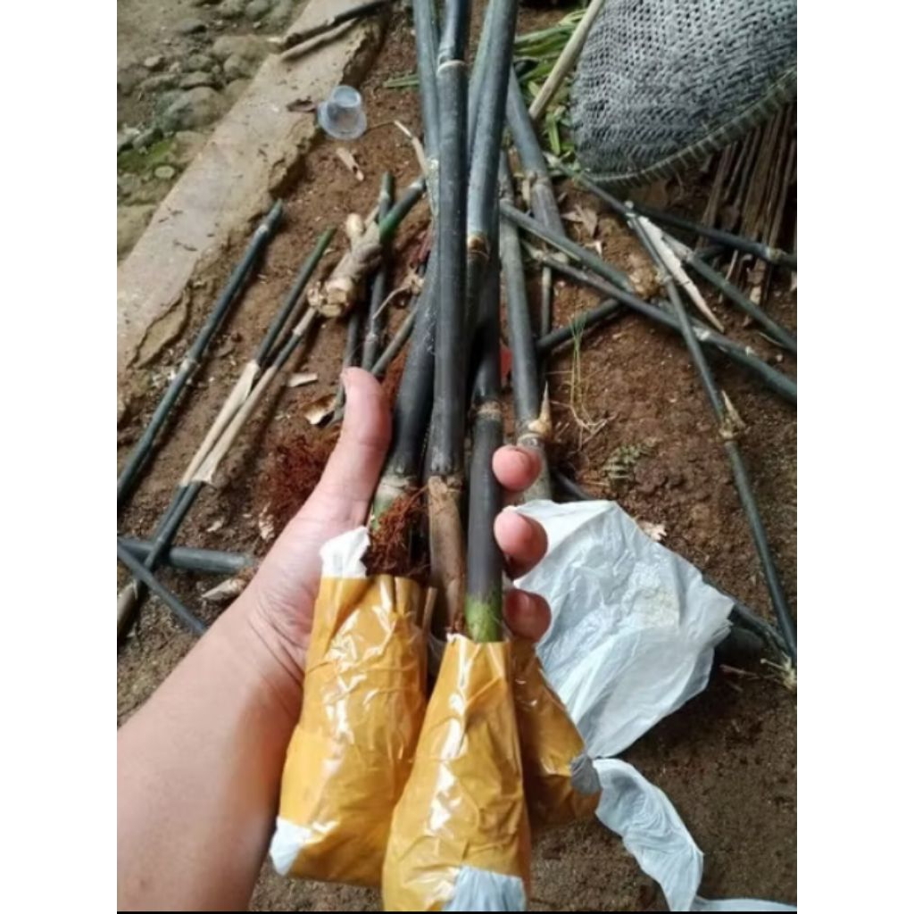 Bibit BAMBU HITAM bambu wulung