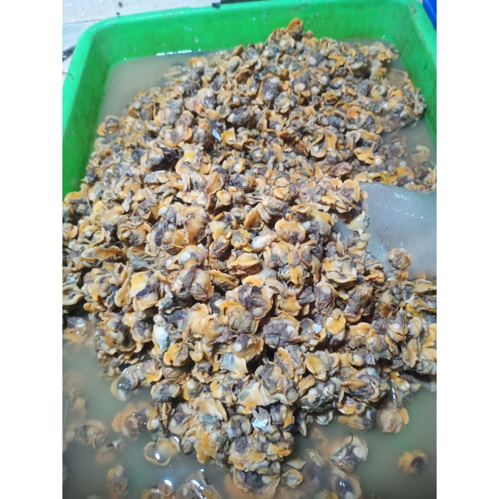 

Kerang Dara Kupas Fresh 500 Gram