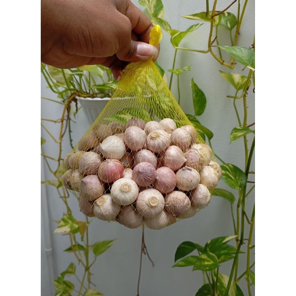 

Bawang putih tunggal bawang putih lanang size medium/ sedang 500gram kualitas terbaik